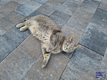 Straksteen 20x30x5 cm oud drachten