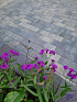 Patio betonstraatsteen 6 cm ocean TOP mini facet komo