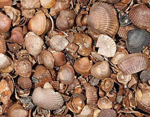 Schelpen (schoongewassen) (13,5 kg zak)